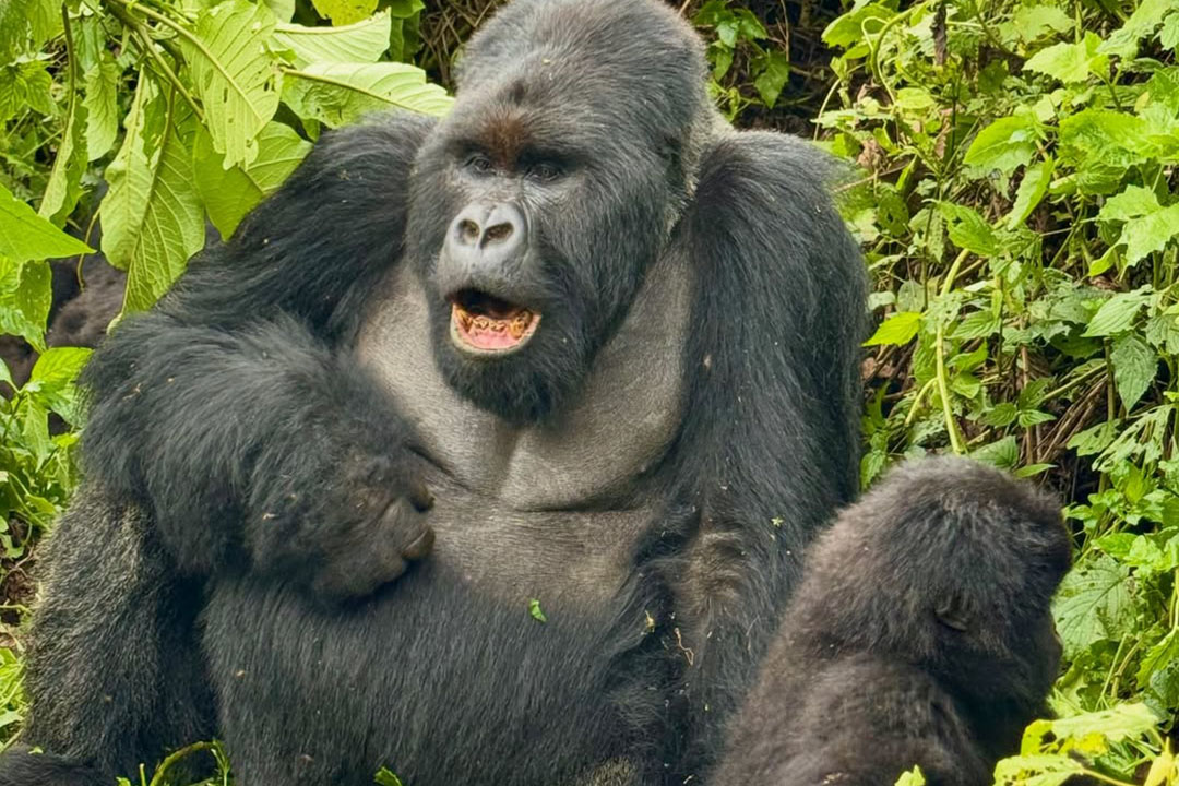 What Is Gorilla Trekking?