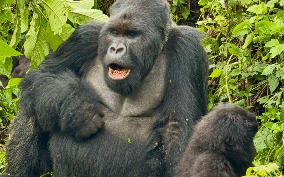 What is Gorilla Trekking