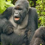 What is Gorilla Trekking