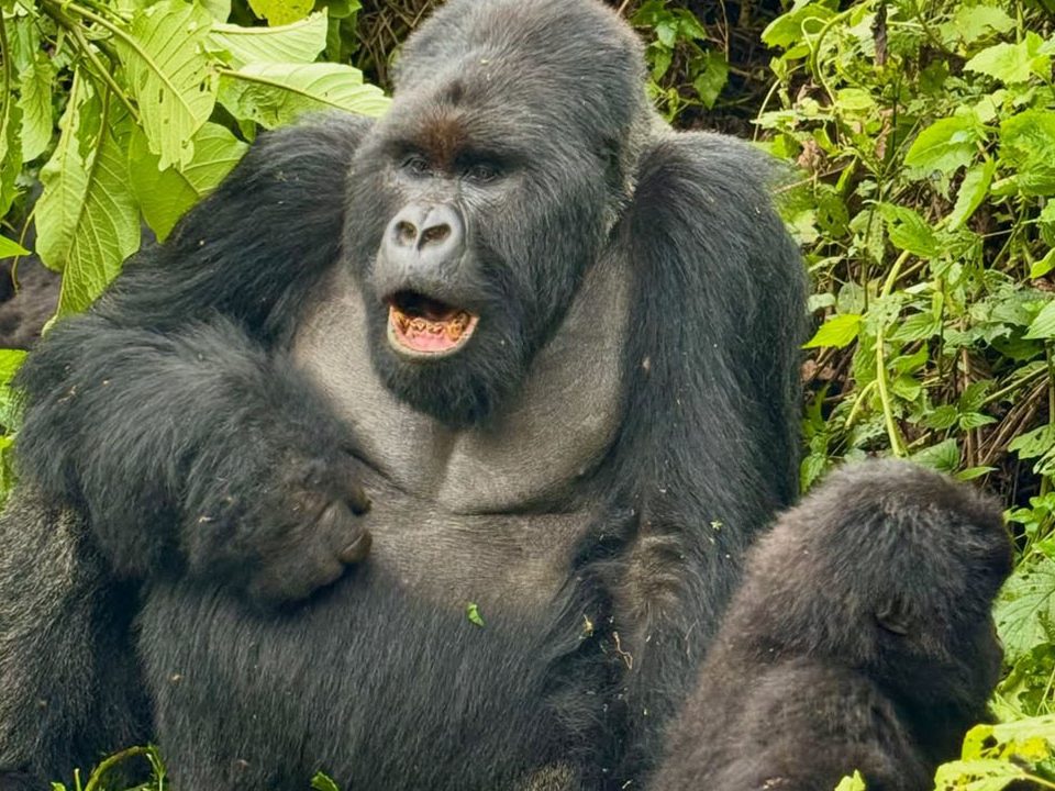 What is Gorilla Trekking