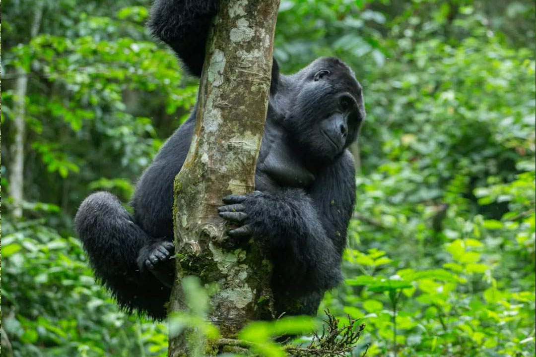 7-Day Gorilla Chimpanzee & Wildlife