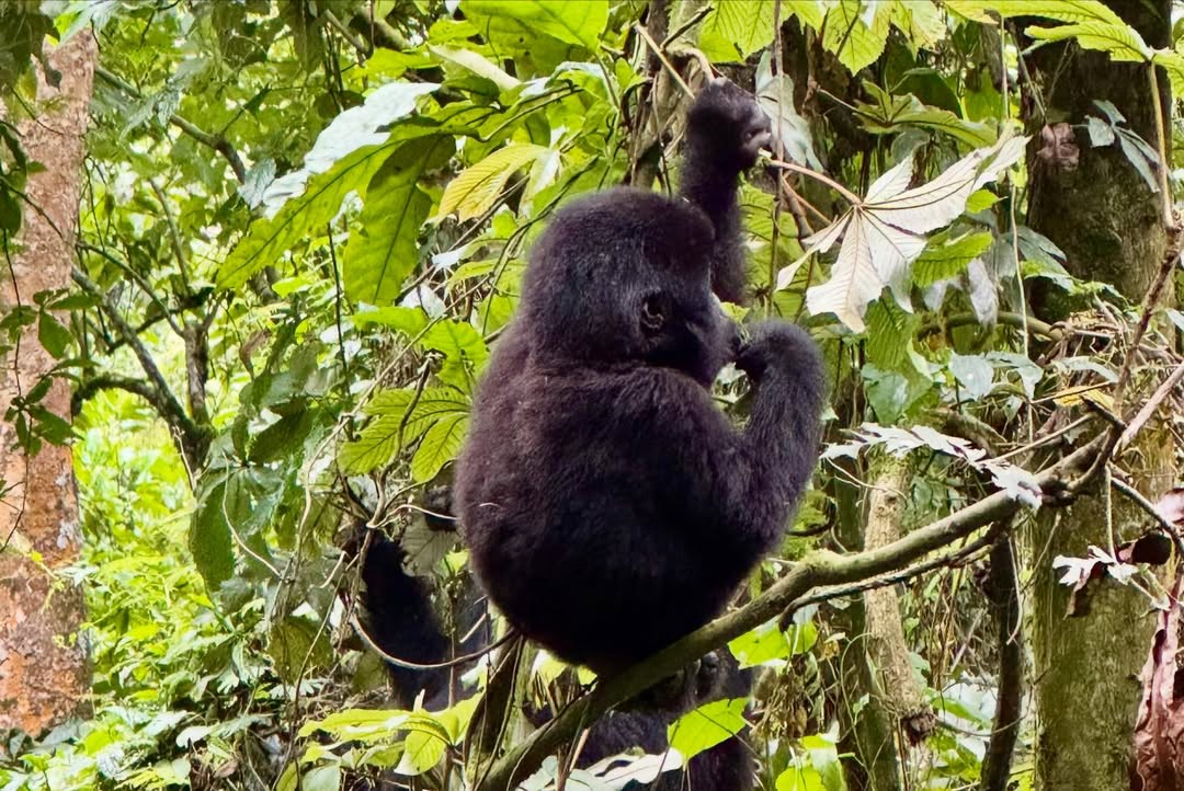 3-Day Gorilla Trekking Uganda