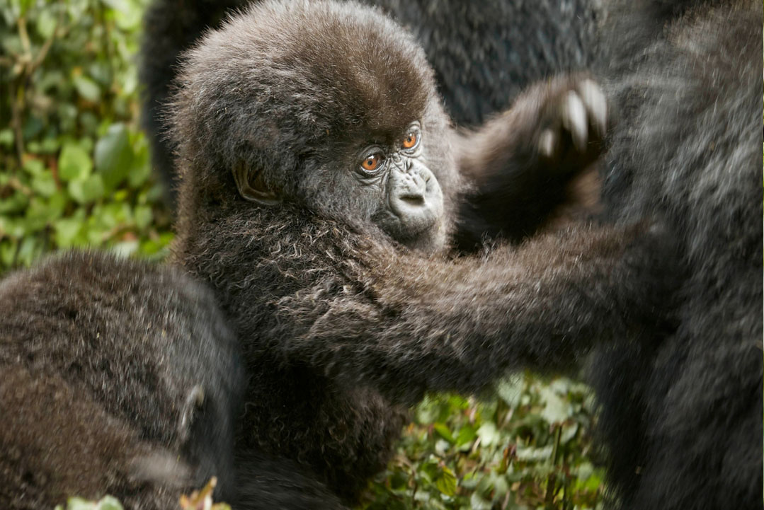 Visa Requirements for Gorilla Trekking In Uganda and Rwanda