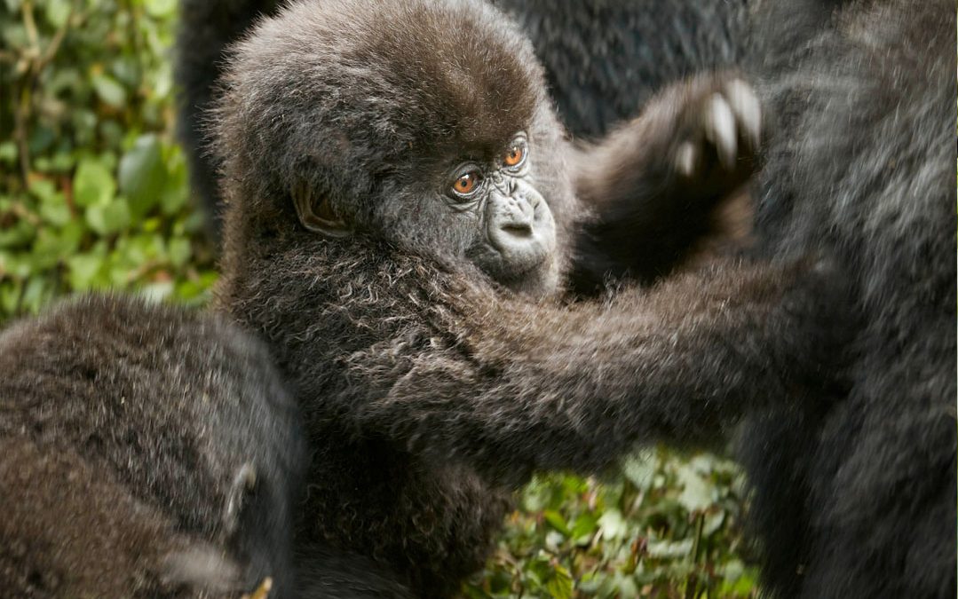 8-Day Rwanda Gorillas Chimps