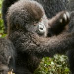 8-Day Rwanda Gorillas Chimps