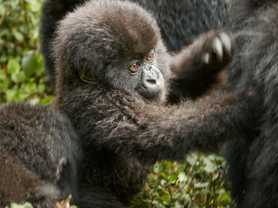 8-Day Rwanda Gorillas Chimps