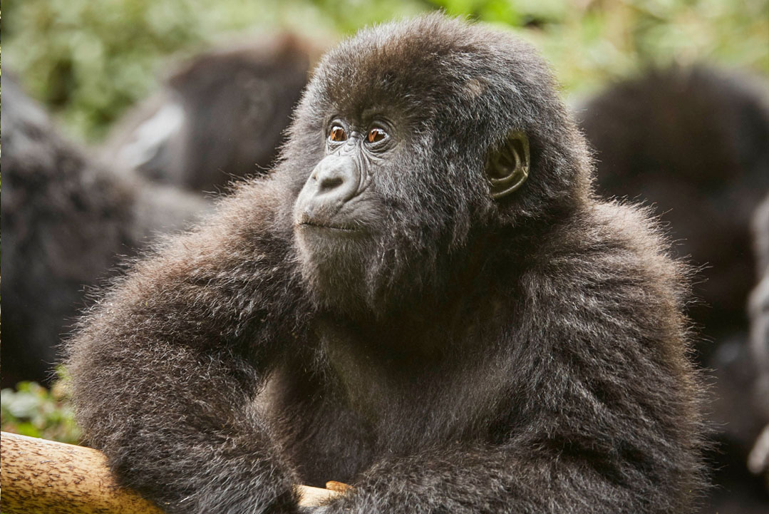 Gorilla Trekking and Wildlife Safaris