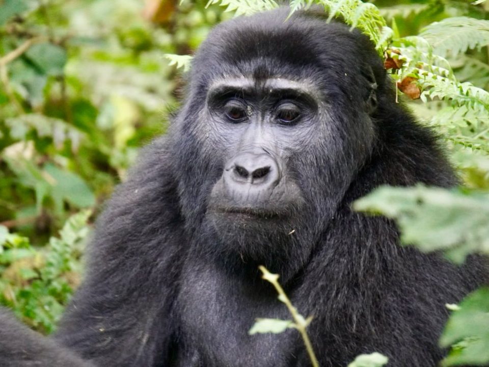 Visa Requirements for Gorilla Trekking In Uganda and Rwanda