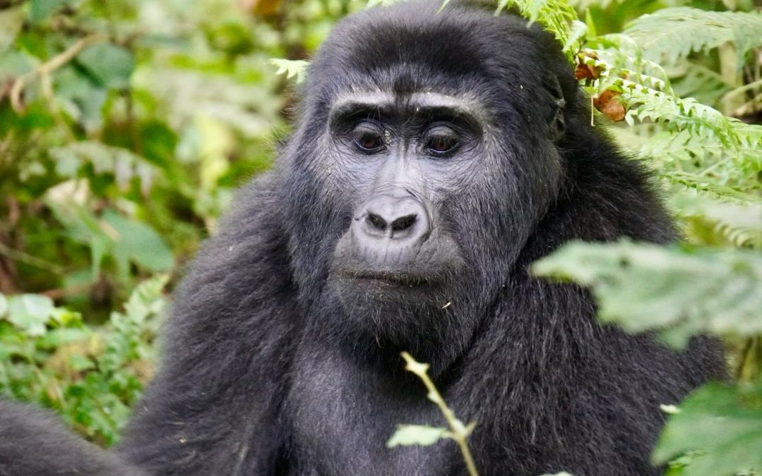 5-Day Gorilla Trekking Holiday
