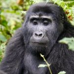 5-Day Gorilla Trekking Holiday
