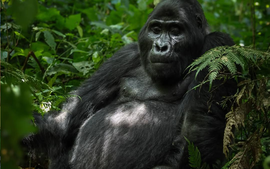 Gorilla Trekking Safety Tips