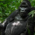 Gorilla Trekking Safety Tips