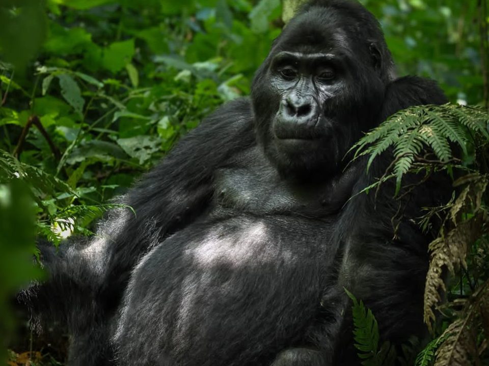 Gorilla Trekking Safety Tips