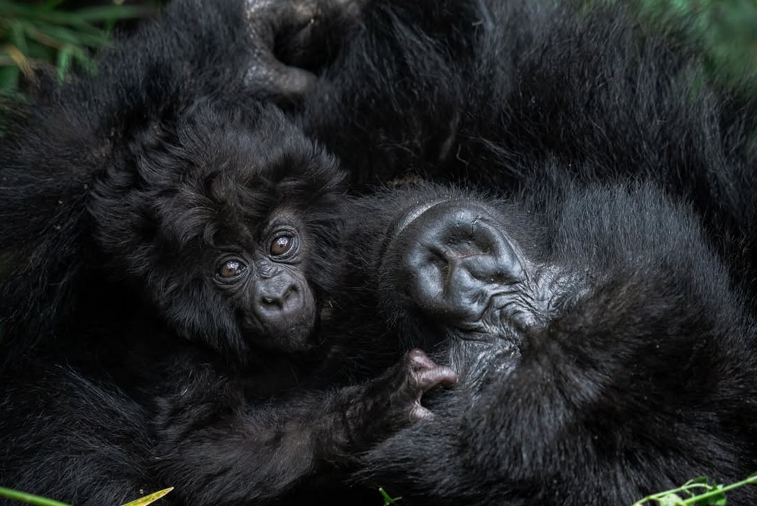 Gorilla Trekking Safety Tips in Rwanda