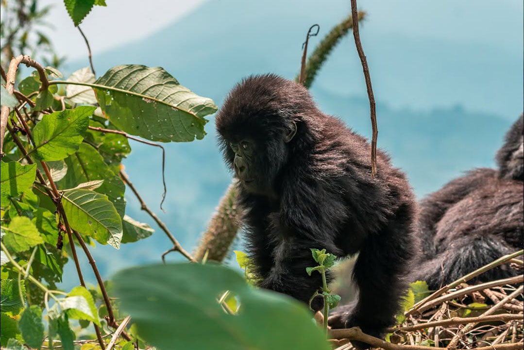 Gorilla Trekking Safety Tips in Rwanda