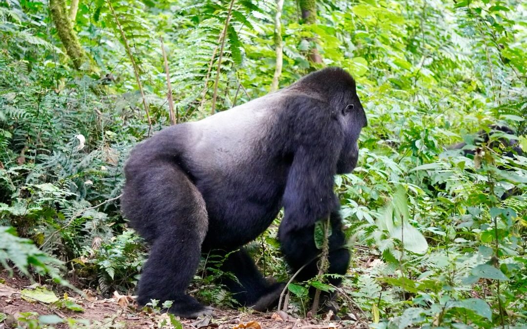 3-Day Gorilla Trekking Uganda