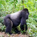 3-Day Gorilla Trekking Uganda