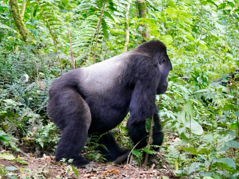 3-Day Gorilla Trekking Uganda