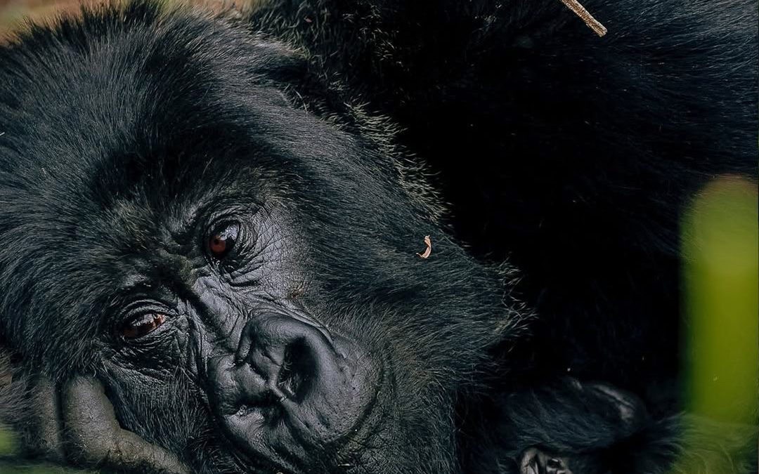 Gorilla Trekking In Mgahinga