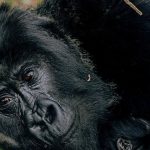 Gorilla Trekking In Mgahinga