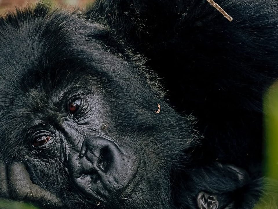 Gorilla Trekking In Mgahinga