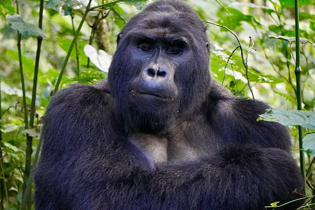 Visa Requirements for Gorilla Trekking in Uganda and Rwanda
