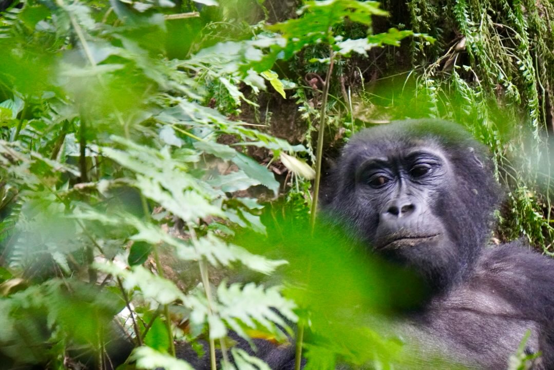 3-Day Gorilla Trekking Uganda