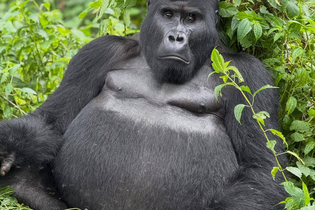 Gorilla Trekking Masai Mara