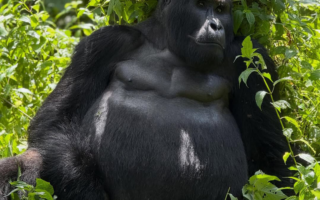 Gorilla Trekking Masai Mara