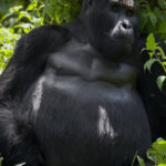 Gorilla Trekking Masai Mara