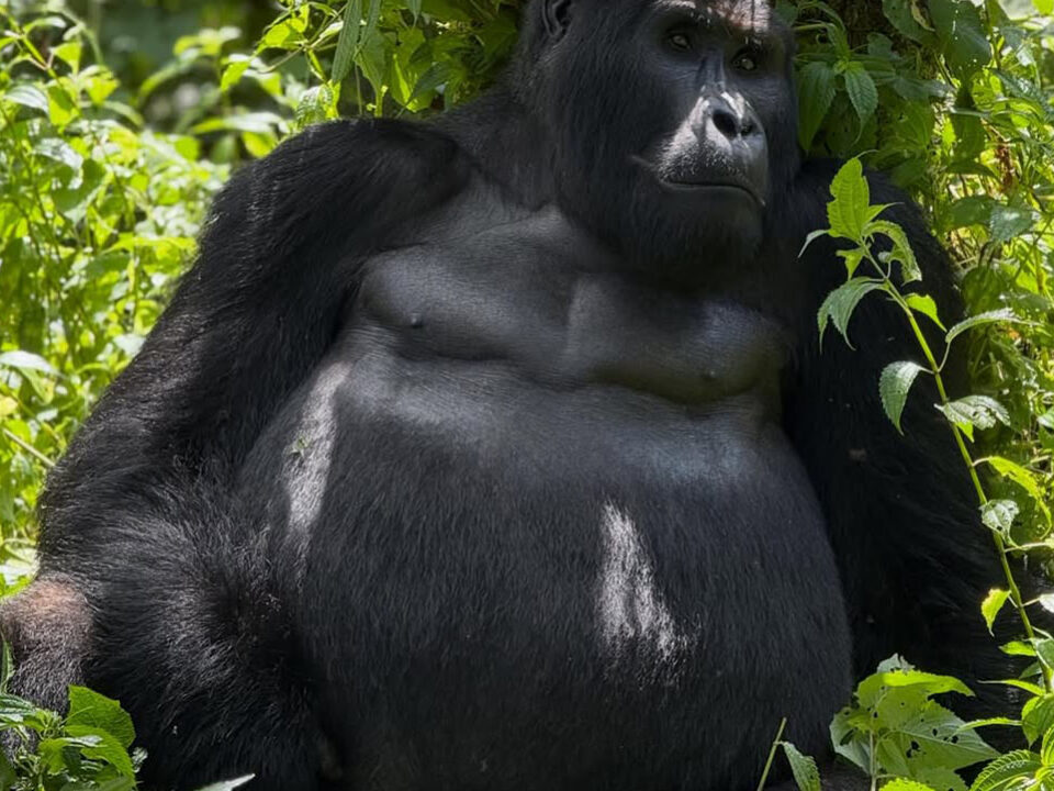 Gorilla Trekking Masai Mara