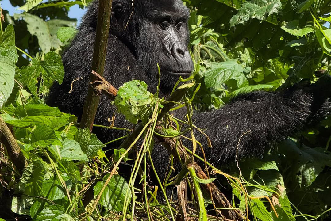 Gorilla Trekking from Tanzania