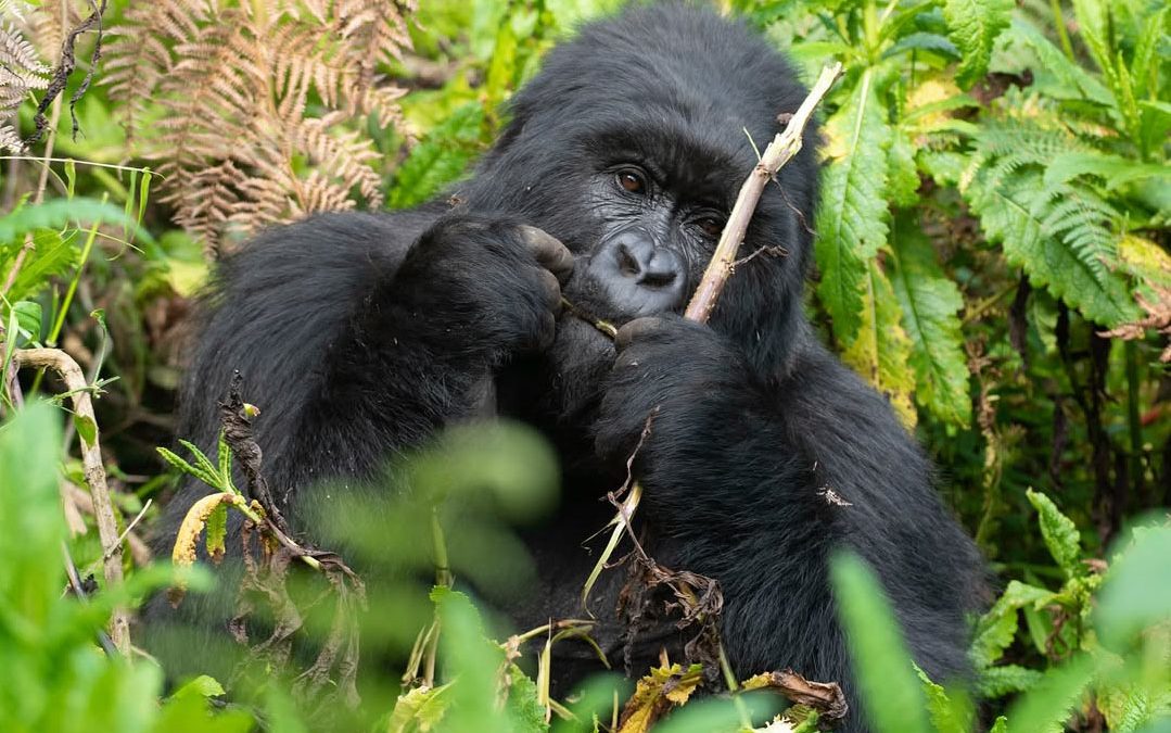 Gorilla Trekking From UK