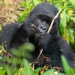 Gorilla Trekking From UK
