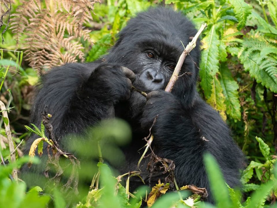 Gorilla Trekking From UK
