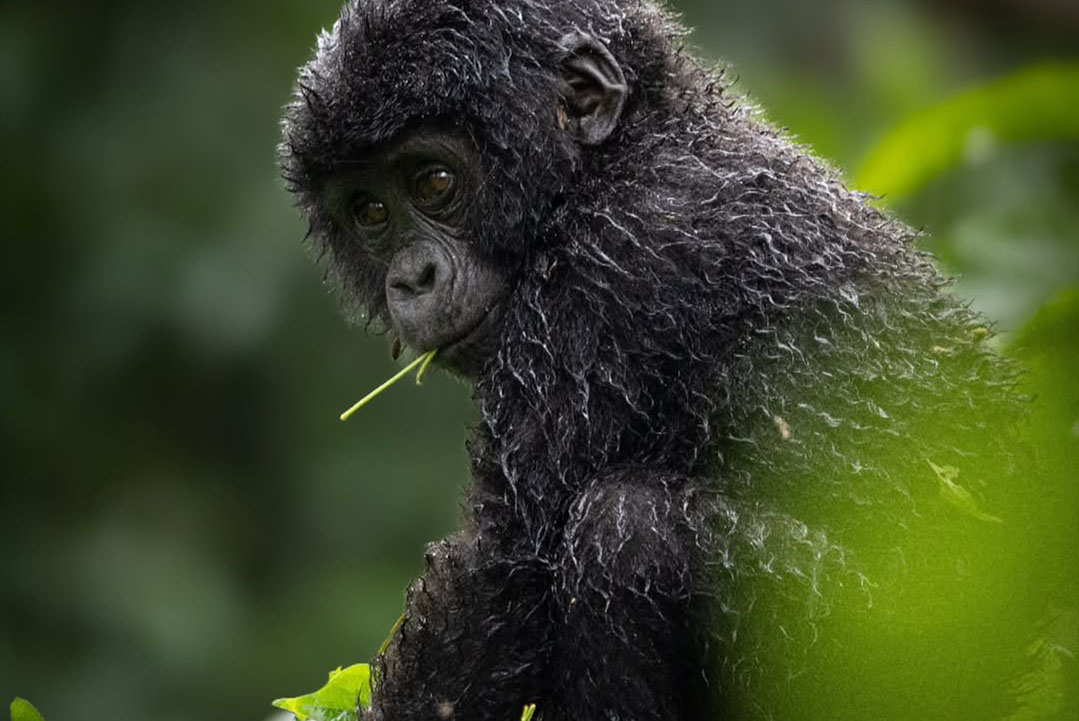 Gorilla Trekking From Botswana