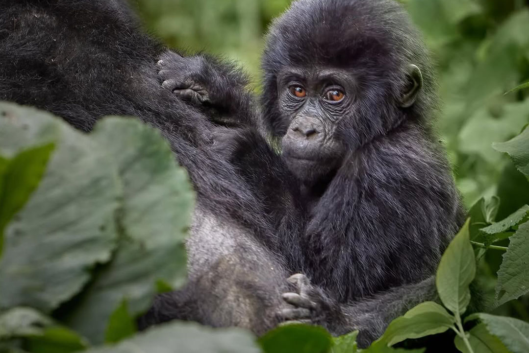 Gorilla Trekking From UK