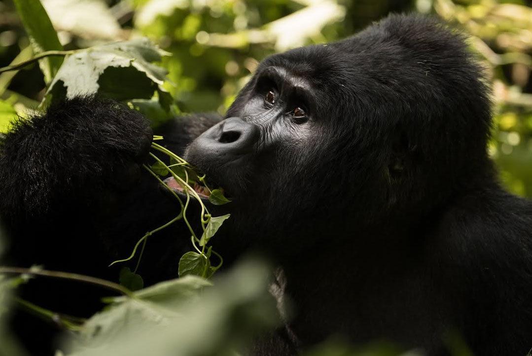 Gorilla Trekking Masai Mara