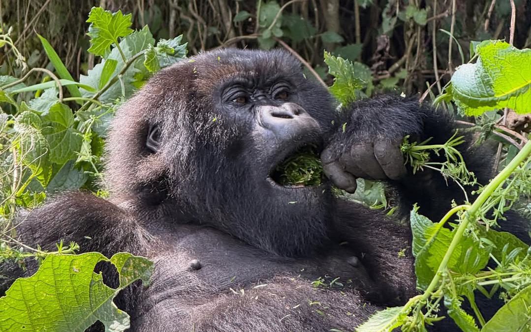 Gorilla Trekking From USA