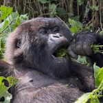 Gorilla Trekking From USA