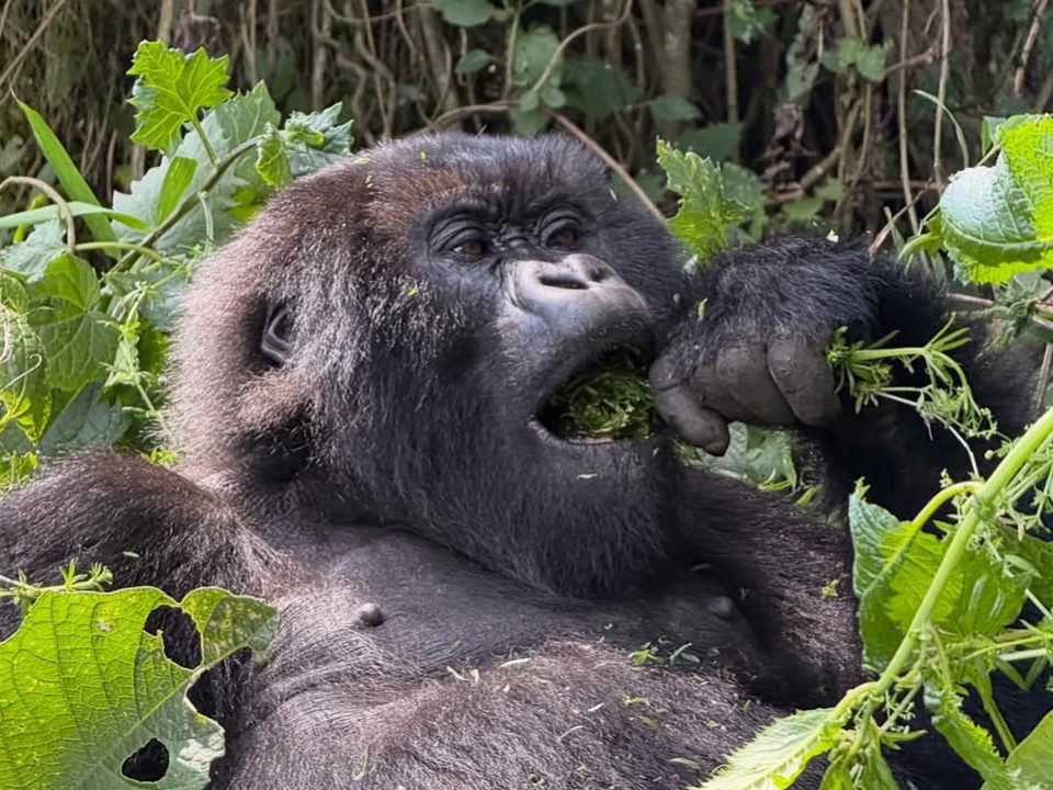 Gorilla Trekking From USA