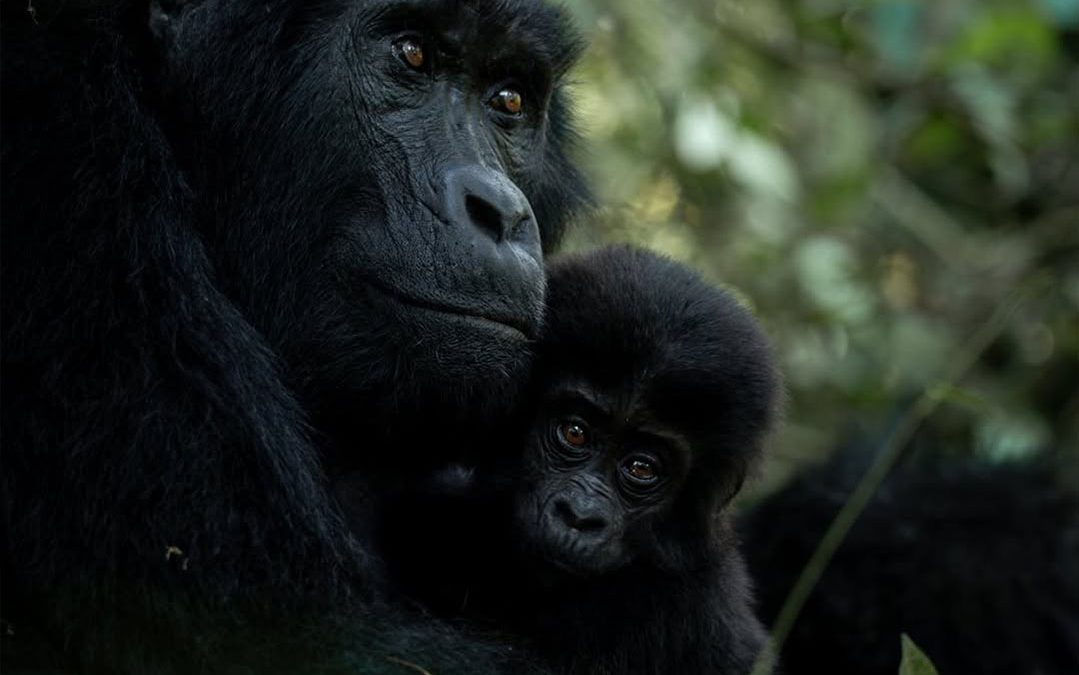 Gorilla Trekking From Botswana