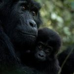 Gorilla Trekking From Botswana