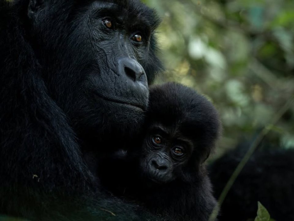Gorilla Trekking From Botswana