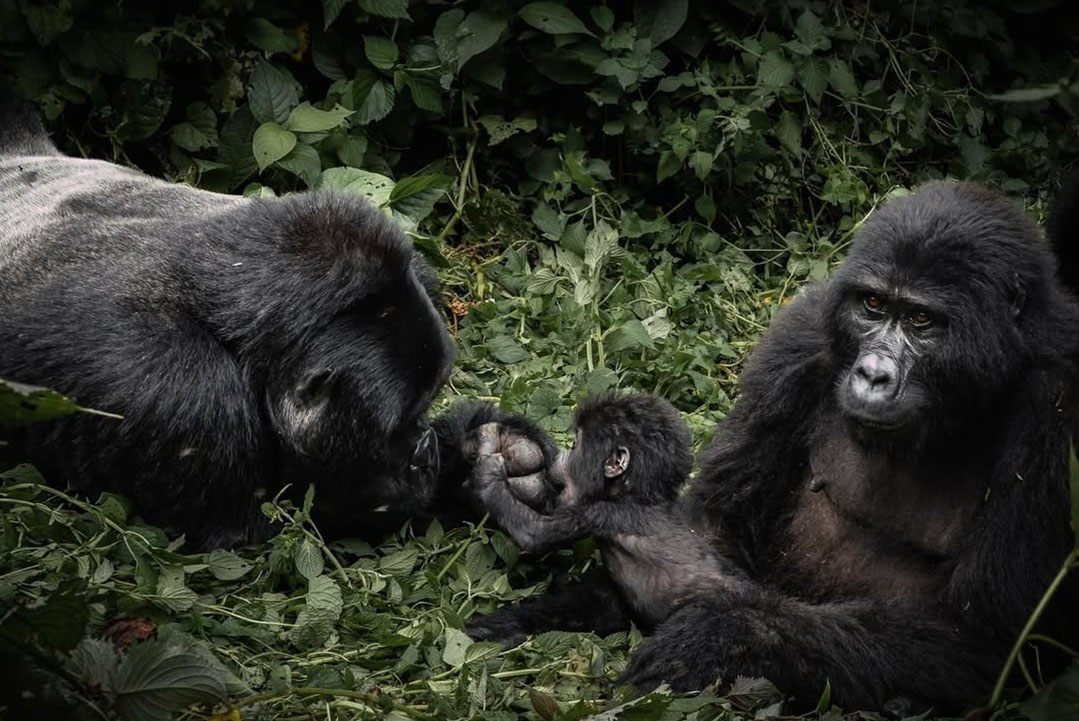 Gorilla Trekking from USA