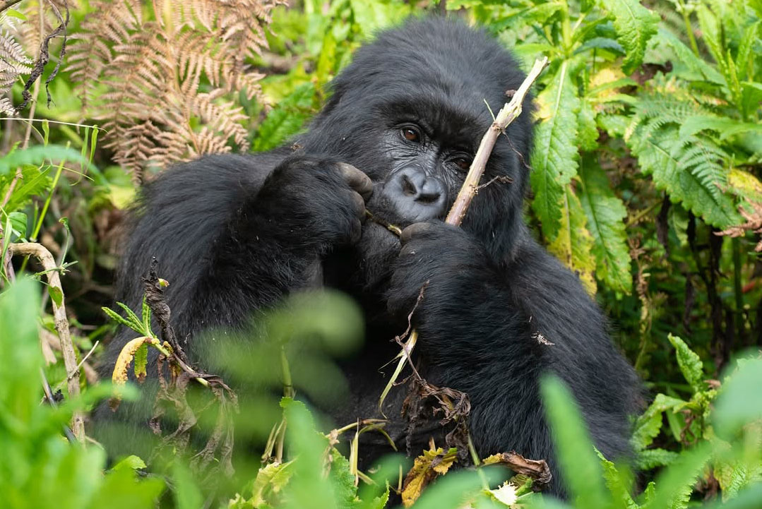 Gorilla Trekking Bwindi