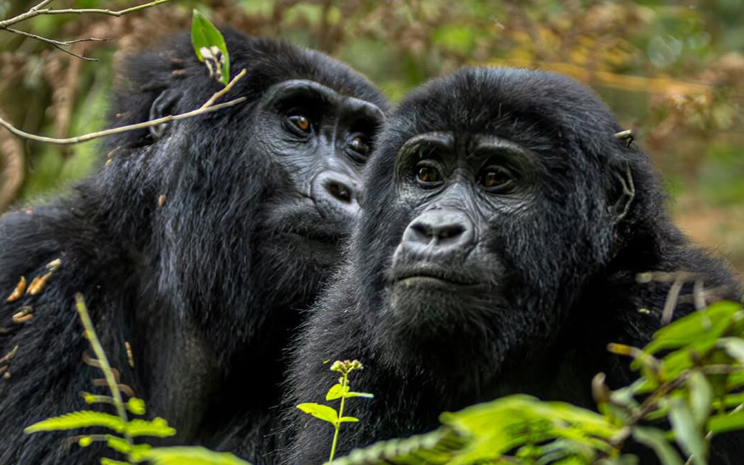 Gorilla trekking in Uganda from Kenya