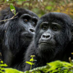 Gorilla trekking in Uganda from Kenya