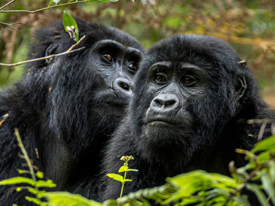 Gorilla trekking in Uganda from Kenya