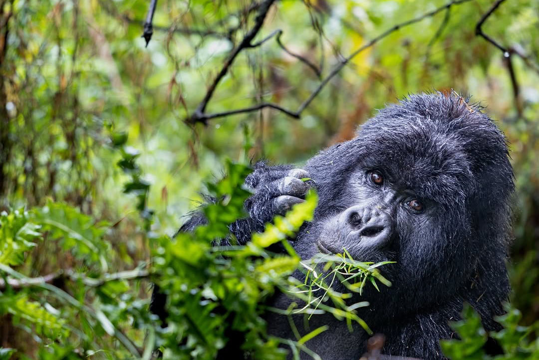How to Book Gorilla Permits